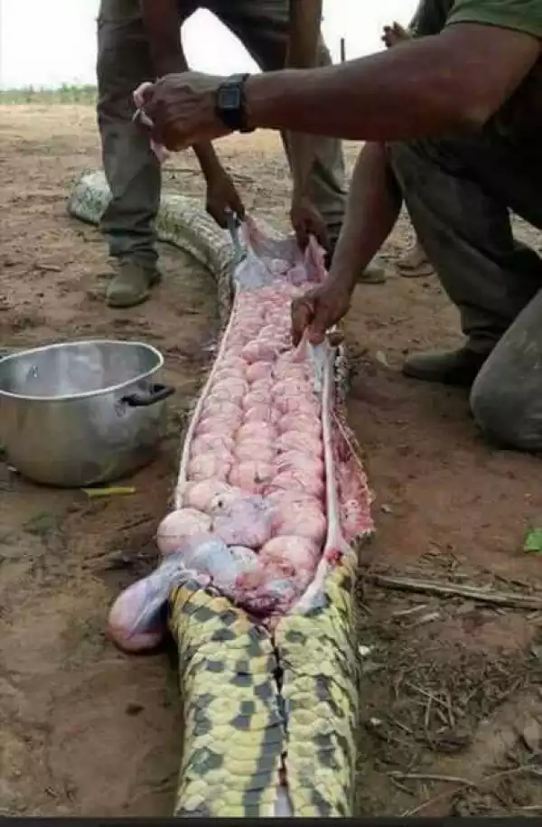 So Shocking: See What was Found in the Belly of a Big Snake Killed in Nigeria (Photos)